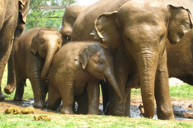 elephant family